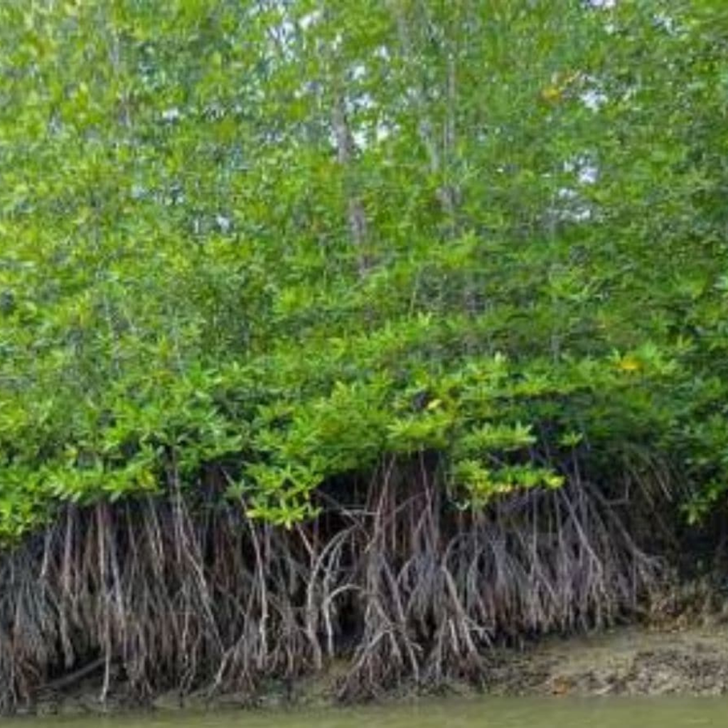 Mumbai’s Mangroves & the Climate Question