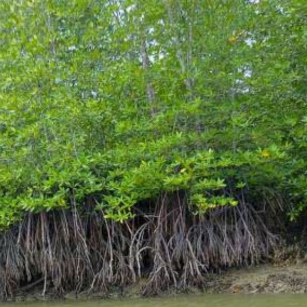 Mumbai’s Mangroves & the Climate Question