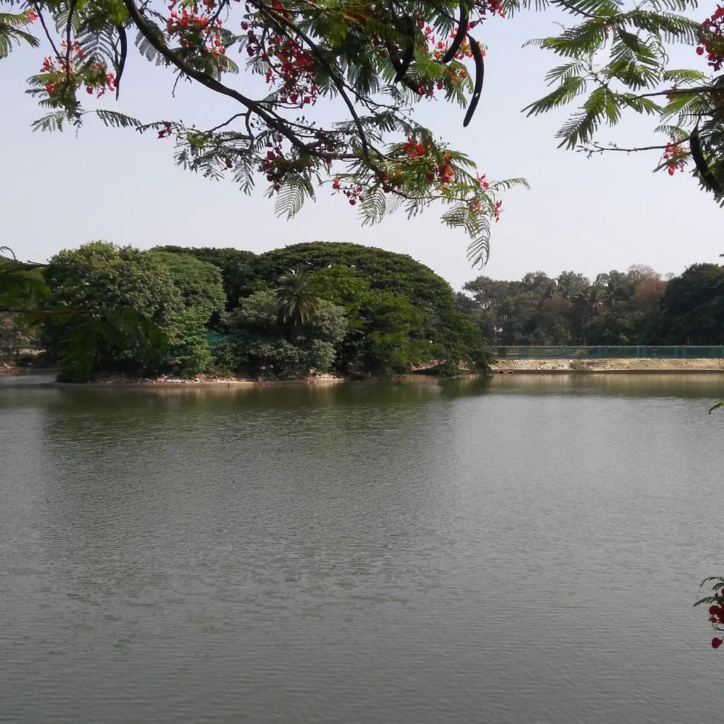 Lakes: The answer to Bangalore’s water woes?